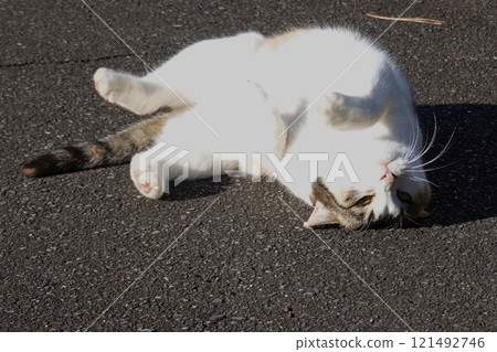Cute calico cat rolling Cute calico cat rolling 121492746