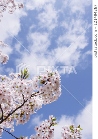 Japanese cherry tree Japanese cherry tree 121494267