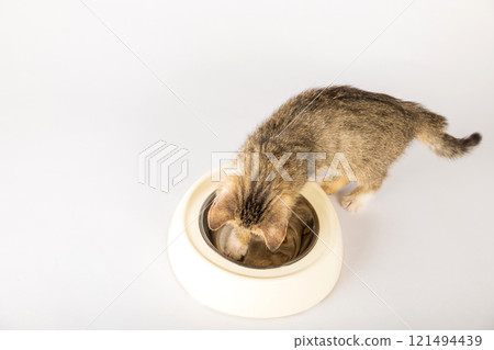 An isolated adorable tabby cat sits next to a food bowl on the floor eating a delicious meal. Its curious eye and small tongue make for a charming and heartwarming portrait. An isolated adorable tabby cat sits next to a food bowl on the floor eating a delicious meal. Its curious eye and small tongue make for a charming and heartwarming portrait. 121494439