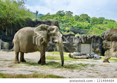 African elephant (Taipei City Zoo, Taiwan) 121494484