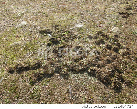 A raised area on the ground caused by a mole digging a hole underground. A raised area on the ground caused by a mole digging a hole underground. 121494724