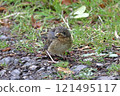 Baby Wren (Troglodytes Troglodytes). A close up image of a baby wren, as yet unable to fly, in Northern England. 121495117