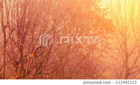 Bright autumn leaves fall trees in forest 121495213