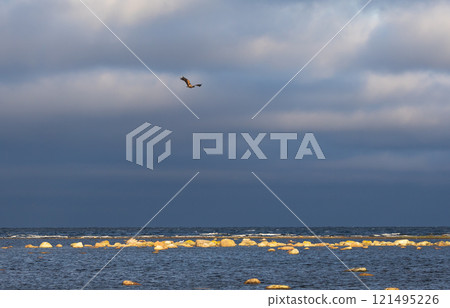 White-tailed Eagle (Haliaeetus albicilla) flying over the Baltic sea at Ottenby, Southern Oland, Sweden. 121495226