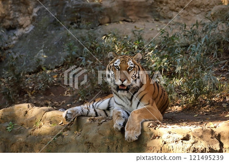 Amur tiger lying down looking at the camera 121495239