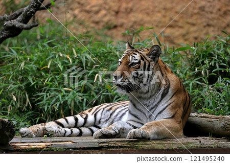 Amur tiger lying down and staring 121495240