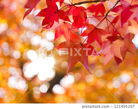 Autumnal maple leaves 121495287