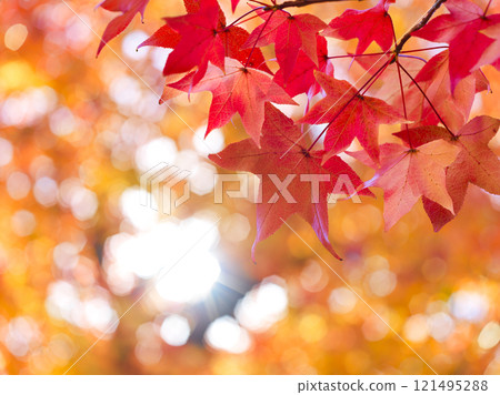 Autumnal maple leaves 121495288