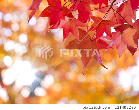 Autumnal maple leaves 121495289
