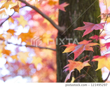 秋天的楓葉 121495297