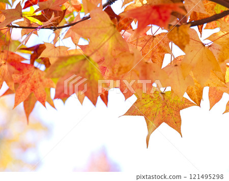 秋天的楓葉 121495298
