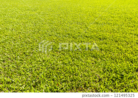 A large area of green meadow in the park. 121495325