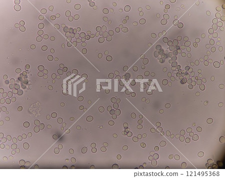 Yeast that makes bread fluffy Yeast that makes bread fluffy 121495368