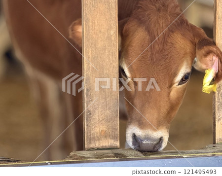 可愛的澤西牛 121495493