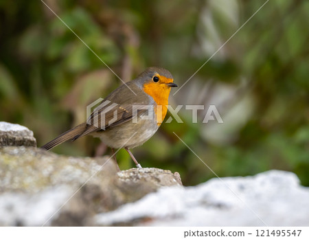 European Robin (Erithacus rubecula) in migrationtime, at Ottenby, southern tip of Oland, Sweden. European Robin (Erithacus rubecula) in migrationtime, at Ottenby, southern tip of Oland, Sweden. 121495547