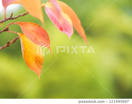 Colorful autumnal cherry leaves Colorful autumnal cherry leaves 121495697