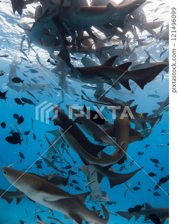 Diving with a lot of nurse sharks on deep blue sea. Diving with a lot of nurse sharks on deep blue sea. 121496099