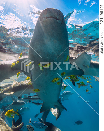 Nurse shark swims in tropical ocean with sun light. Nurse shark swims in tropical ocean with sun light. 121496105