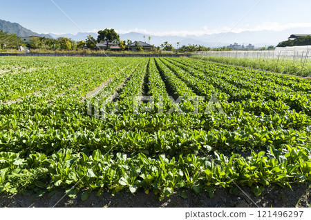 A large area of White Jade Radishes are growing in the fields in Meinong of Kaohsiung, Taiwan. 121496297