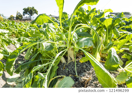 Close-up of ripe White Jade Radishes are growing in the fields in Meinong of Kaohsiung, Taiwan. Close-up of ripe White Jade Radishes are growing in the fields in Meinong of Kaohsiung, Taiwan. 121496299