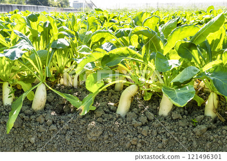 Close-up of ripe White Jade Radishes are growing in the fields in Meinong of Kaohsiung, Taiwan. 121496301