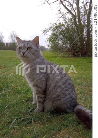 Scottish Straight Cat Walking in Park Graceful Gray Cat Outdoors 121496308