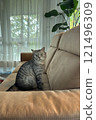 Scottish Straight Cat Walking in Park Graceful Gray Cat Outdoors 121496309