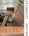 Scottish Straight Cat Walking in Park Graceful Gray Cat Outdoors 121496310