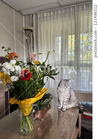 Scottish Straight Cat Walking in Park Graceful Gray Cat Outdoors 121496312