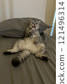Scottish Straight Cat Walking in Park Graceful Gray Cat Outdoors 121496314