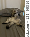 Scottish Straight Cat Walking in Park Graceful Gray Cat Outdoors 121496316