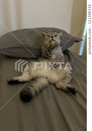Scottish Straight Cat Walking in Park Graceful Gray Cat Outdoors 121496316