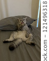 Scottish Straight Cat Walking in Park Graceful Gray Cat Outdoors 121496318