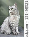 Scottish Straight Cat Walking in Park Graceful Gray Cat Outdoors 121496321