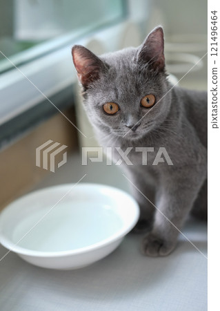 3 months old British Shorthair cat with water bowl 3 months old British Shorthair cat with water bowl 121496464
