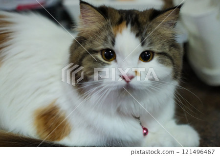 Close up of cute fluffy white cat. Mixed breed cat between Maine Coon and Scottish Fold. Close up of cute fluffy white cat. Mixed breed cat between Maine Coon and Scottish Fold. 121496467