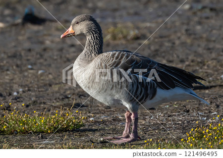 Greylag Goose (Anser anser) at Beijershamn nature reserve on Oland, Sweden. 121496495