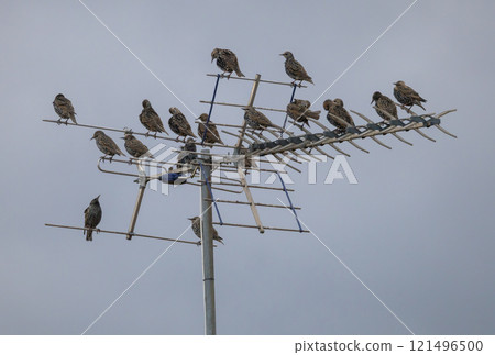 Starlings (Sturnus vulgaris) in winter plumage, sitting on a tv antenna on southeastern Oland, Sweden. 121496500