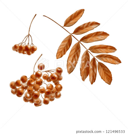 A branch of a rowan tree and a leaf in monochrome autumn orange and brown color as a symbol of autumn,harvest.Festive watercolor clipart for thematic invitations isolated on transparent background A branch of a rowan tree and a leaf in monochrome autumn orange and brown color as a symbol of autumn,harvest.Festive watercolor clipart for thematic invitations isolated on transparent background 121496533