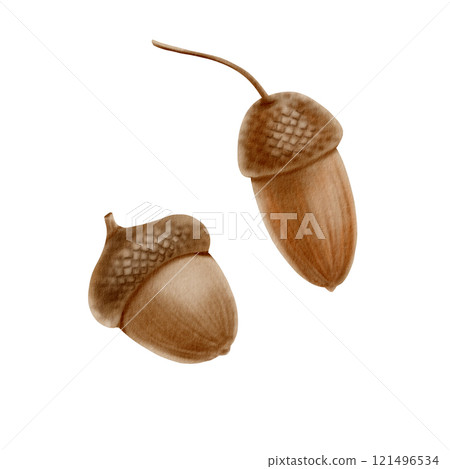 Acorns set as a symbol of autumn,Halloween,Thanksgiving.Botanical watercolor illustration in realistic style on transparent background.Hand painted seasonal clipart for autumn holidays,pumpkin fest Acorns set as a symbol of autumn,Halloween,Thanksgiving.Botanical watercolor illustration in realistic style on transparent background.Hand painted seasonal clipart for autumn holidays,pumpkin fest 121496534