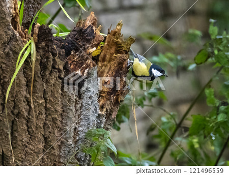 Great Tit (Parus major) adult male, at Ottenby, southern tip of Oland, Sweden. Great Tit (Parus major) adult male, at Ottenby, southern tip of Oland, Sweden. 121496559