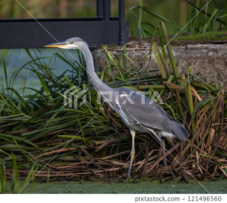 Grey Heron (Ardea cinerea) at a small lake in Skane, southern Sweden. Grey Heron (Ardea cinerea) at a small lake in Skane, southern Sweden. 121496560