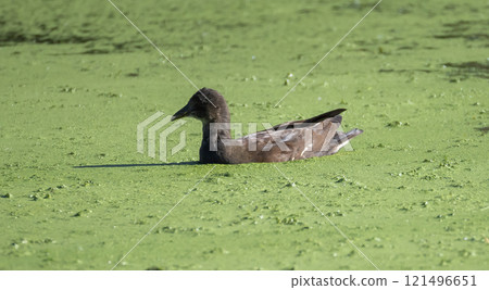 Moorhen (Gallinula chloropus) juvenile, swimming in a small lake in Skane, southern Sweden. 121496651