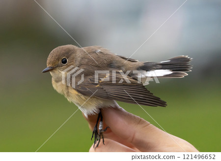 Red-breasted Flycatcher (Ficedula parva) captured in connection with ringing, at Ottenby bird observatory on southern Oland, Sweden. 121496652
