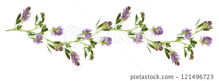 Purple flowers and green leaves of lucerne (Medicago) in a line waved arrangement isolated 121496723