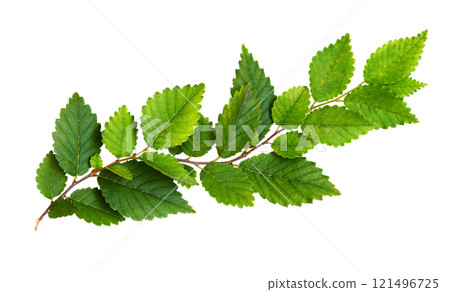 Wave branch with green leaves isolated on white 121496725