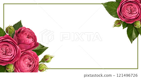 Red rose flowers, green leaves and buds in a corner floral arrangements with frame isolated 121496726