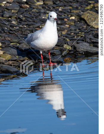 Black-headed Gull (Chroicocephalus ridibundus) at Ottenby, southern tip of Oland, Sweden. Black-headed Gull (Chroicocephalus ridibundus) at Ottenby, southern tip of Oland, Sweden. 121496790
