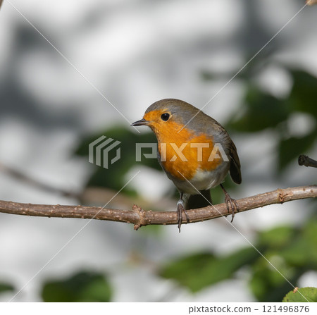 European Robin (Erithacus rubecula) in migrationtime, at Ottenby, southern tip of Oland, Sweden. European Robin (Erithacus rubecula) in migrationtime, at Ottenby, southern tip of Oland, Sweden. 121496876