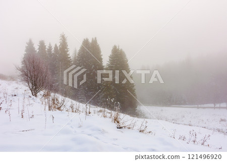 forest on a foggy morning in winter. white season. beautiful nature scenery with trees on a snow covered hills. overcast sky. cold environment 121496920
